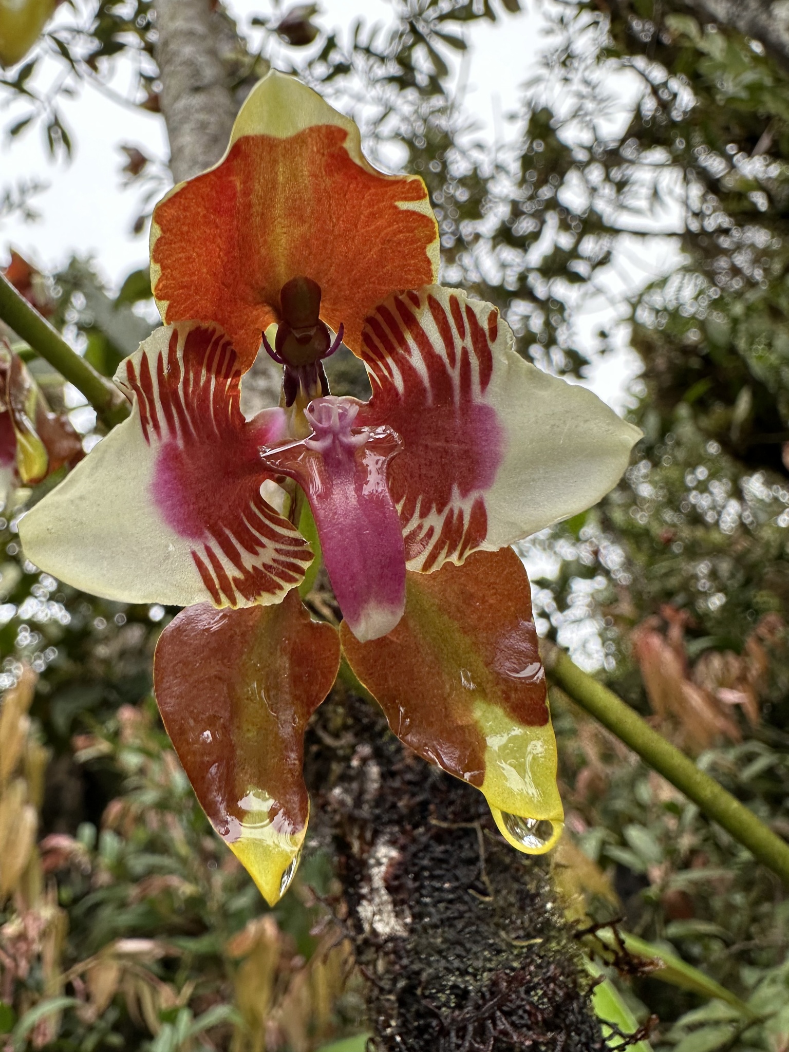 Cyrtochilum halteratum (Lindl.) Kraenzl. 2