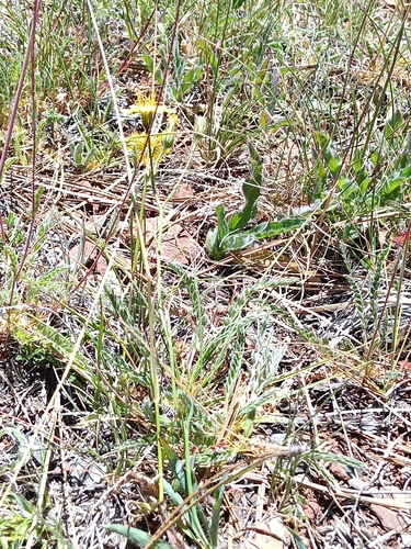 Image of Hieracium parryi by no rights reserved