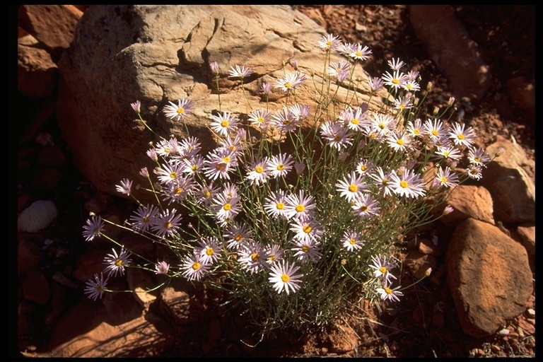 Utah Fleabane