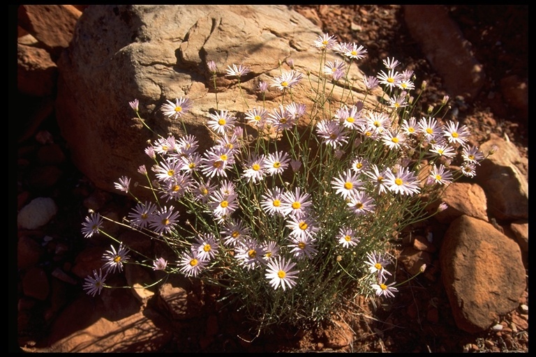 Erigeron utahensis