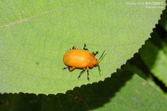 Podontia lutea