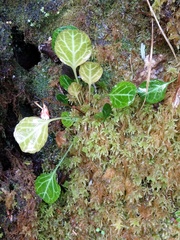 Shortia rotundifolia