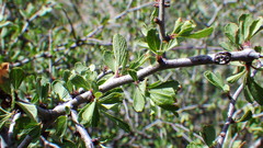 Prunus havardii