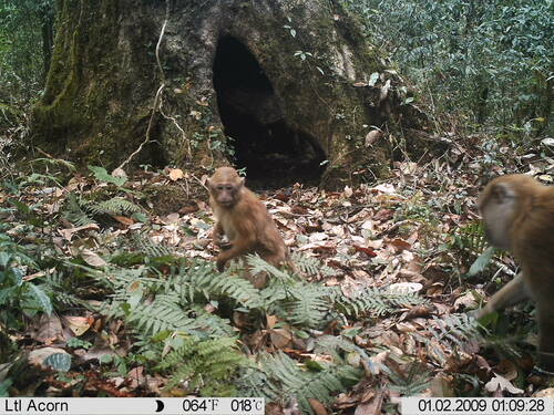 Sela Macaque (Macaca selai) — Data Deficient Mammalia