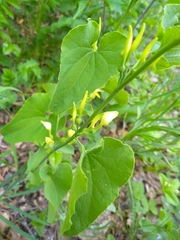 Aristolochia clematitis