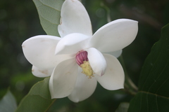 Magnolia sieboldii
