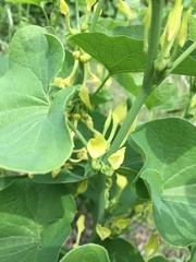 Aristolochia clematitis