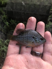 Lepomis marginatus
