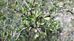 Prunus havardii
