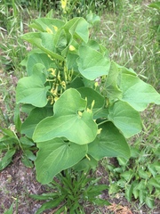 Aristolochia clematitis