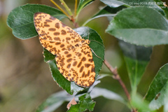 Epobeidia tigrata tigrata