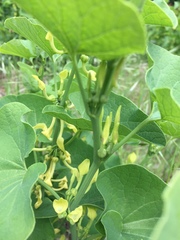 Aristolochia clematitis