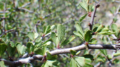 Prunus havardii