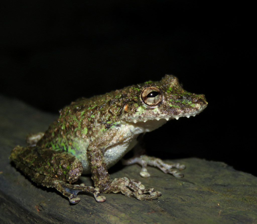 Boulenger's Snouted Treefrog