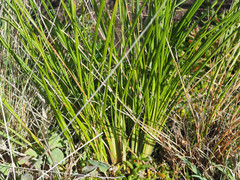 Dianella brevicaulis