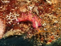 Favorinus mirabilis