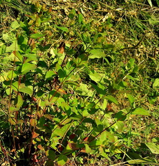 Hypericum kamtschaticum