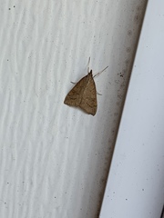 Udea rubigalis