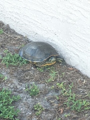 Pseudemys peninsularis