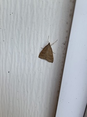Udea rubigalis