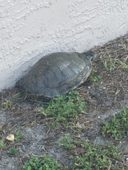 Pseudemys peninsularis