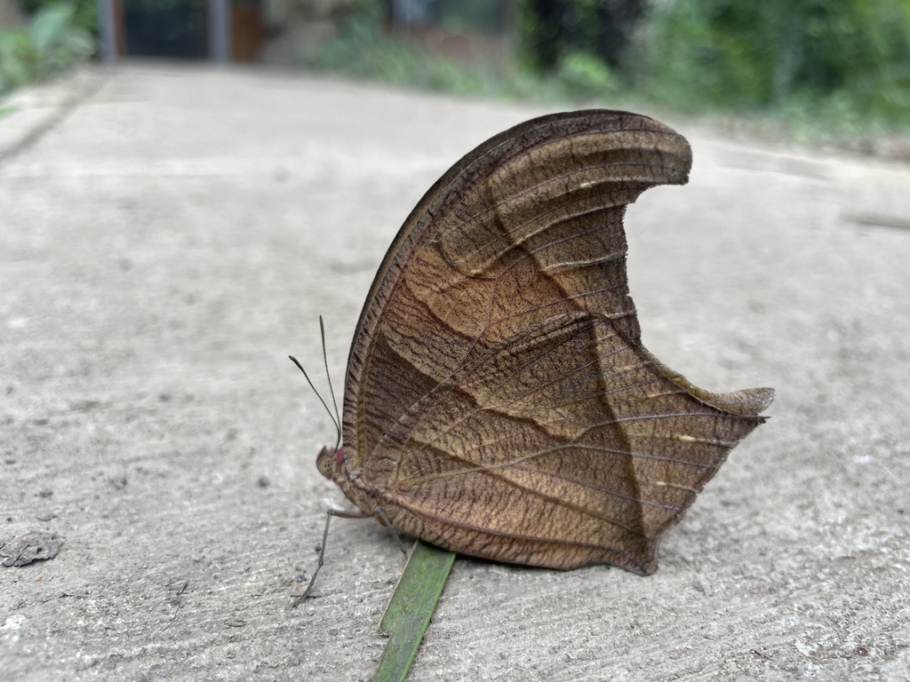 Caerois chorinaeus