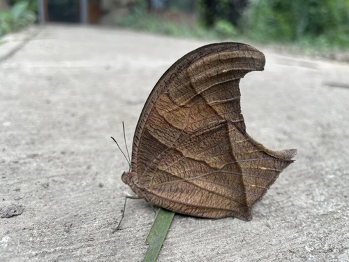 Caerois chorinaeus