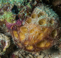 Cinachyrella australiensis