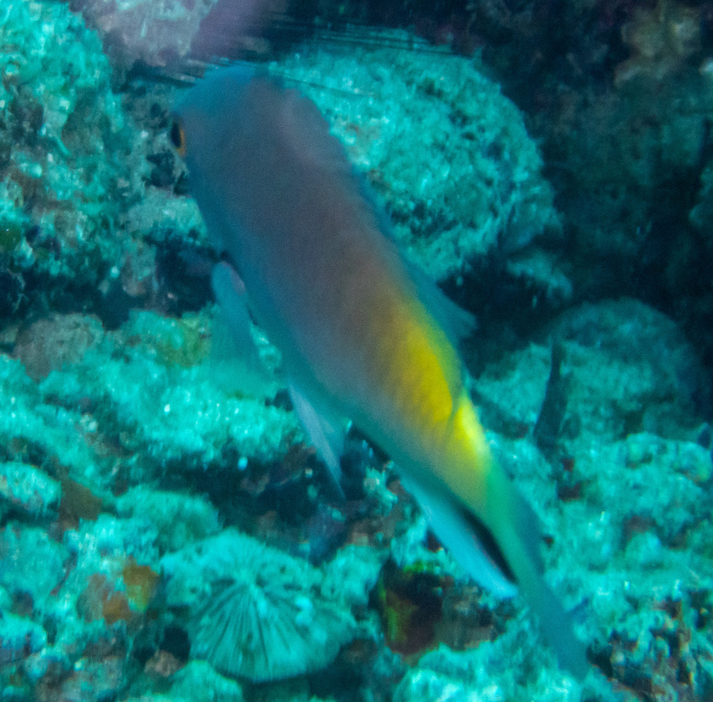 Black-spot Damsel