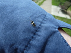 Dryophilocoris flavoquadrimaculatus