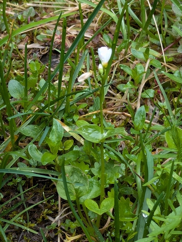 Image of Claytonia cordifolia by (c) John A Haskins, some rights reserved (CC BY)