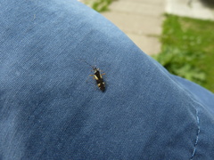 Dryophilocoris flavoquadrimaculatus