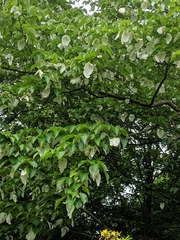 Davidia involucrata