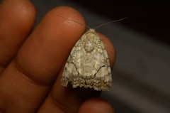 Blenina