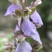 Orchis spitzelii cazorlensis - Photo (c) Victor Mol, some rights reserved (CC BY-NC), uploaded by Victor Mol