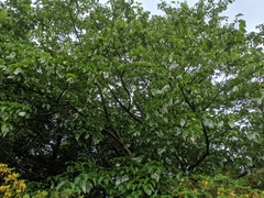 Davidia involucrata