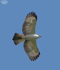 Pinsker's Hawk-Eagle photo 4