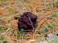 Gyromitra esculenta