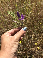 Brodiaea appendiculata