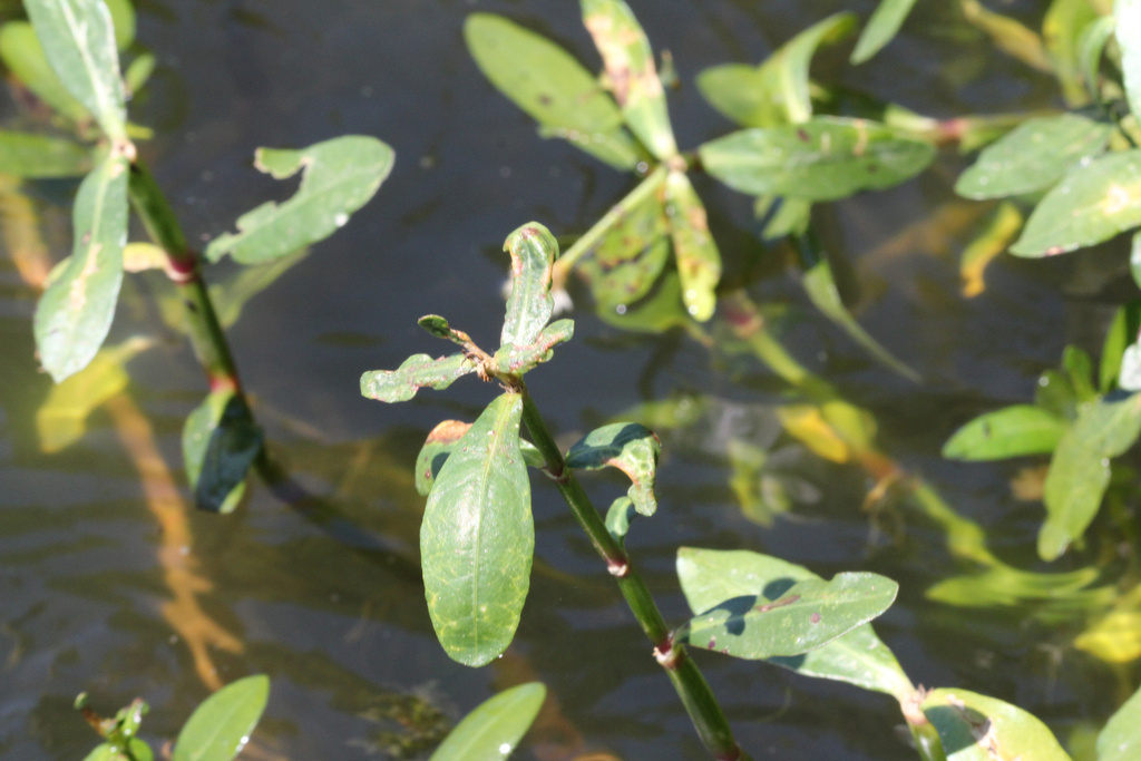 Alligatorweed Thrips