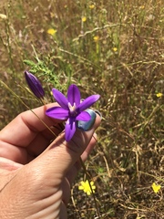 Brodiaea appendiculata