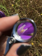 Brodiaea appendiculata