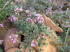 Indigofera mauritanica