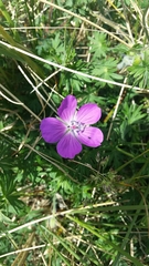 Geranium sanguineum