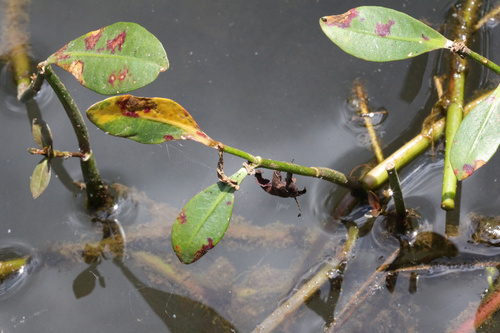 Alligatorweed Thrips photo 6
