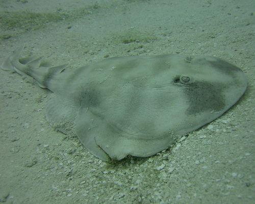 Narcine bancroftii