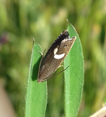 Grapholita lunulana
