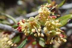 Cercocarpus ledifolius intermontanus