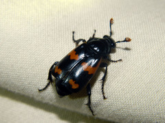Nicrophorus sayi