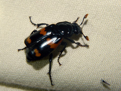 Nicrophorus sayi